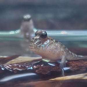 Pearse's Mudskipper (Periopthalmus novemradiatus)