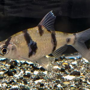 Desmopuntius endecanalis