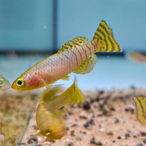 Mbezi Golden Killifish (Nothobranchius ruudwildekampi)