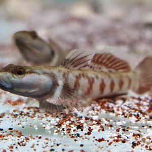 White-cheeked Dragon Goby (Rhinogobius cf. duospilus)