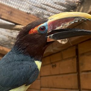 Walled Garden - Green aracari 310525
