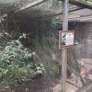 Red junglefowl aviary 310525