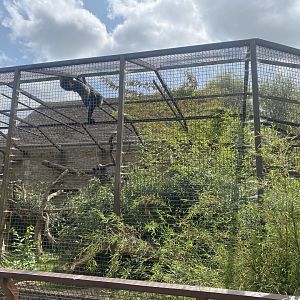 Binturong enclosure 310525