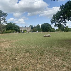 Southern white rhinoceros enclosure 310525