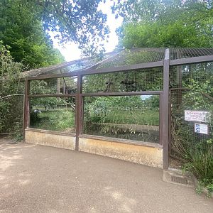 Indochinese clouded leopard enclosure 310525
