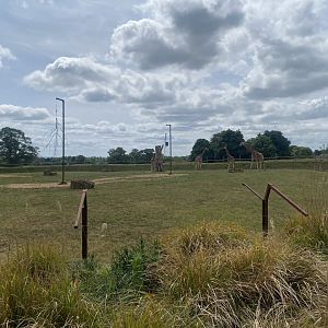 Giraffe enclosure 310525