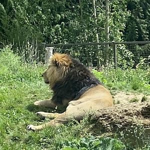 Asiatic lion 310525