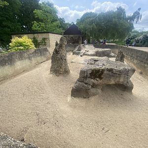Dwarf mongoose enclosure 310525