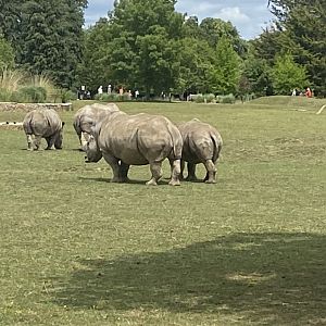 Southern white rhinoceroses 310525