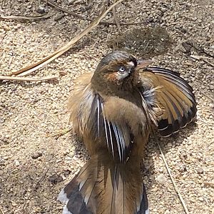 Eastern moustached laughingthrush 310525