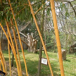 Western guereza enclosure 310525