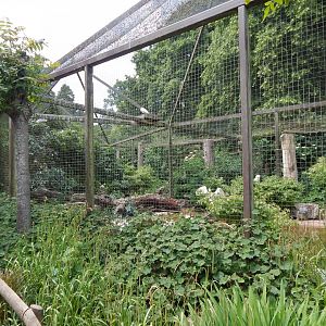 Large wading birds aviary 310525