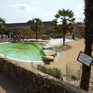 Walled Garden - Humboldt penguin enclosure 310525
