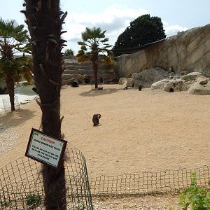 Walled Garden - Humboldt penguin enclosure 310525
