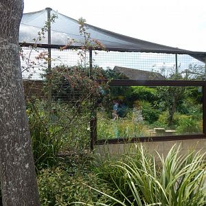 Walled Garden - Large mixed aviary 310525