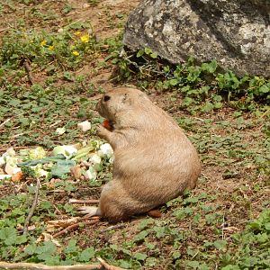 Walled Garden - Black-tailed prairie dog 310525