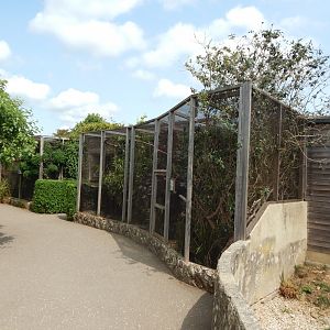 Walled Garden - Laughing kookaburra aviary 310525
