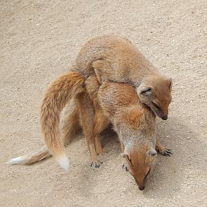 Walled Garden - Good news for the Yellow mongoose breeding programme 310525