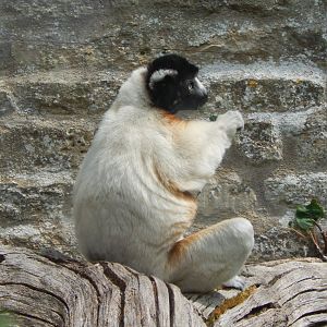 Walled Garden - Crowned sifaka 310525