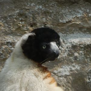 Walled Garden - Crowned sifaka 310525