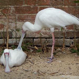 Walled Garden - African spoonbills 310525