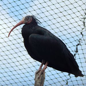 Walled Garden - Waldrapp 310525