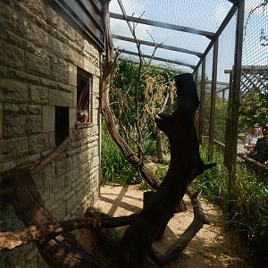 Walled Garden - Mixed South American enclosure 310525