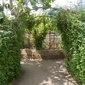 Walled Garden - Mixed aviary 310525