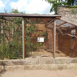 Walled Garden - Green aracari aviary 310525