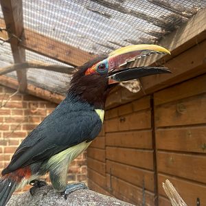 Walled Garden - Green aracari 310525