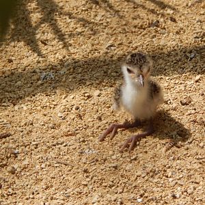 Walled Garden - Juvenile Masked lapwing 310525