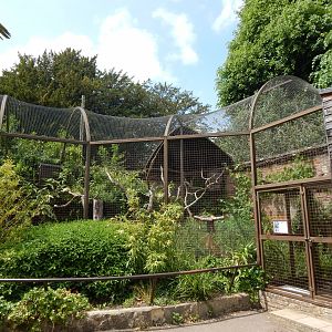 Walled Garden - Wrinkled hornbill aviary 310525