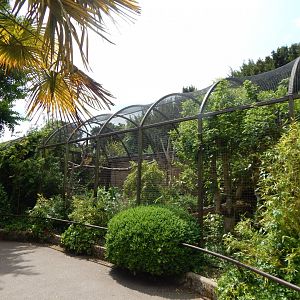 Walled Garden - Wrinkled hornbill aviary 310525