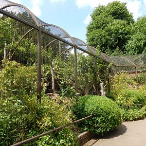 Walled Garden - Wrinkled hornbill aviary 310525