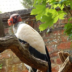 Walled Garden - King vulture 310525