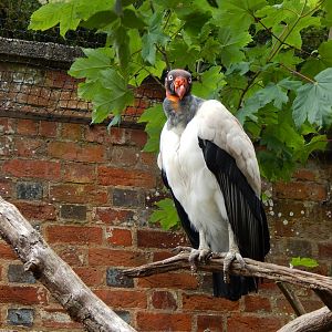 Walled Garden - King vulture 310525