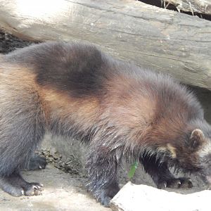 European wolverine 310525