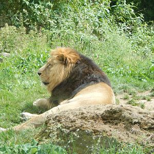 Asiatic lion 310525