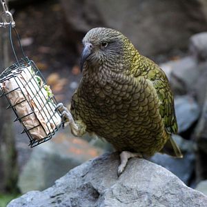 Kea w/ Enrichment