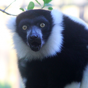 Black and White Ruffed Lemur