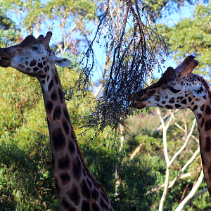 Giraffes