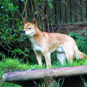 Dingo