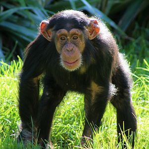 Young Chimpanzee