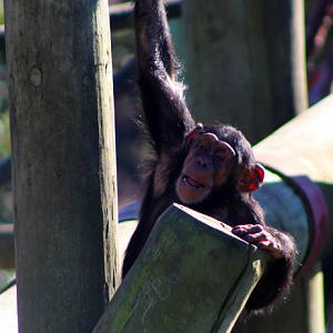 Young Chimpanzee