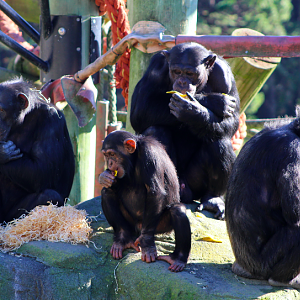 Chimpanzee Feeding