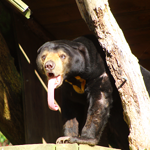 Sun Bear Tongue