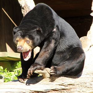 Sun Bear