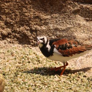 Bird House - Ruddy Turnstone
