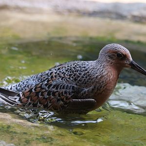 Bird House - Red Knot