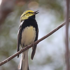 Bird House - Black-Throated Green Warbler